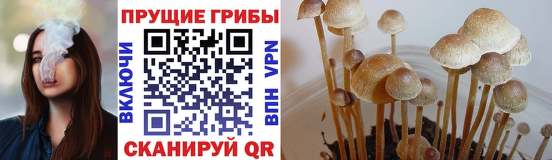 Купить где  Оса  Галлюциногенные грибы Cubensis 